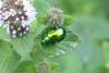 Chrysolina herbacea